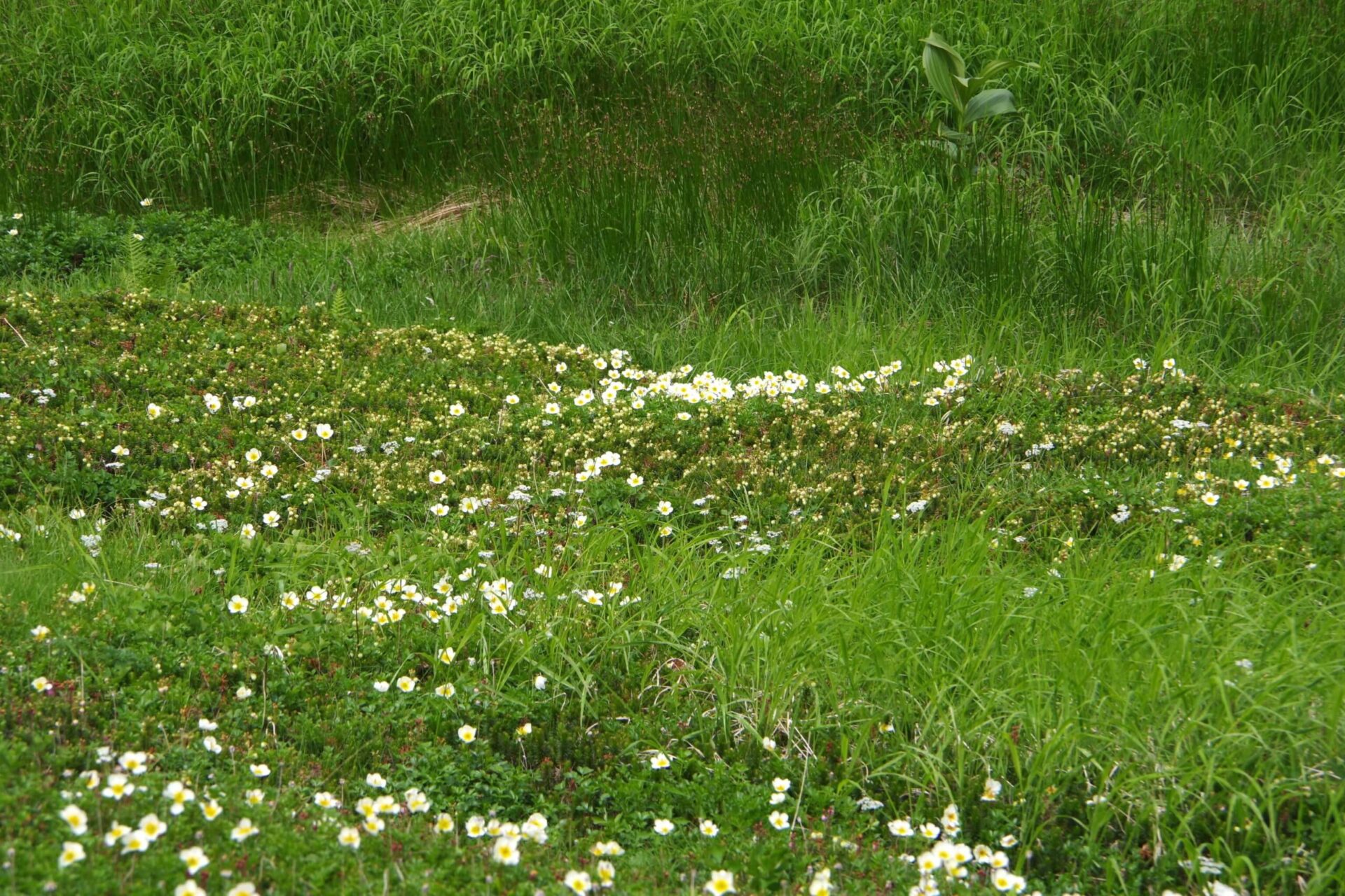 チングルマがいっぱい