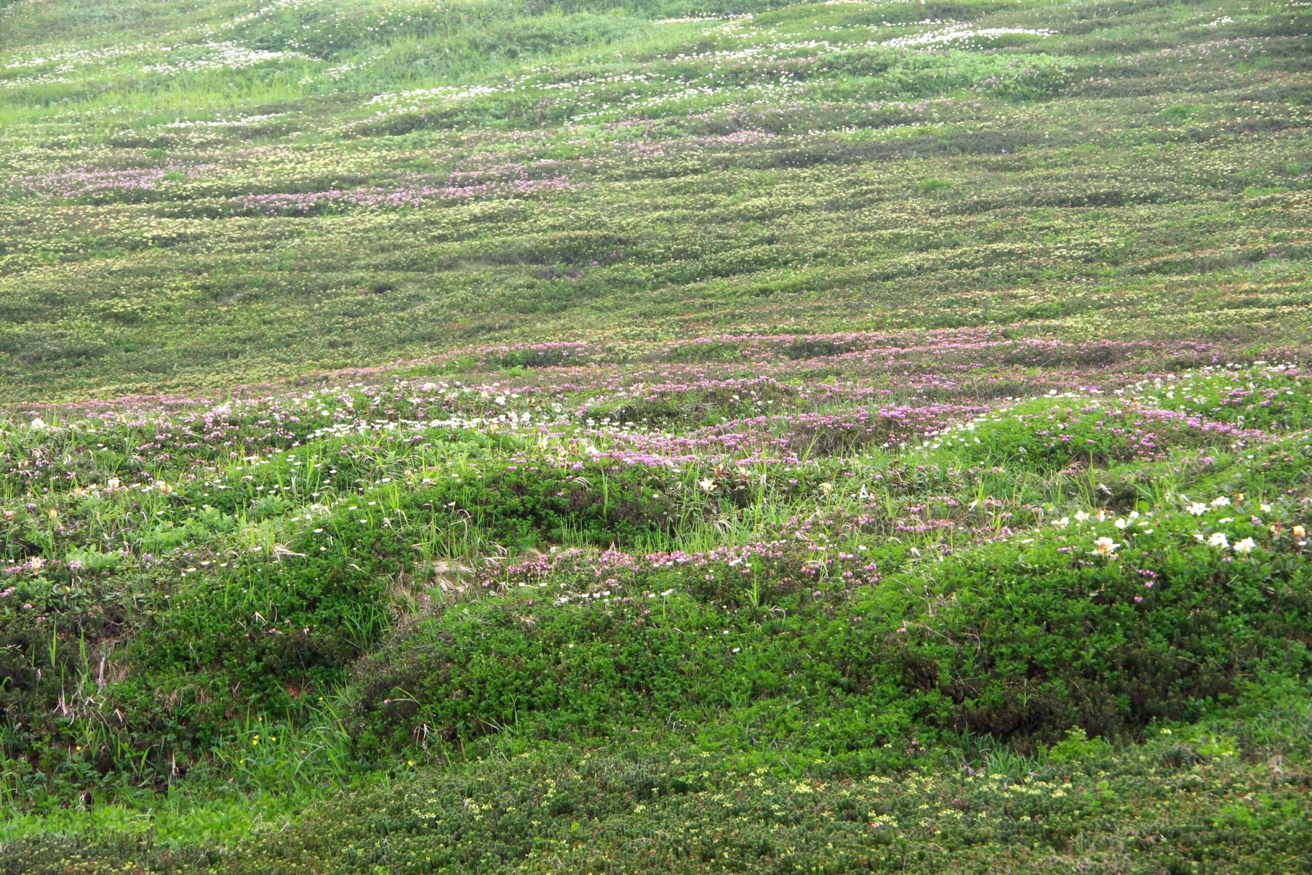 お花畑遠景