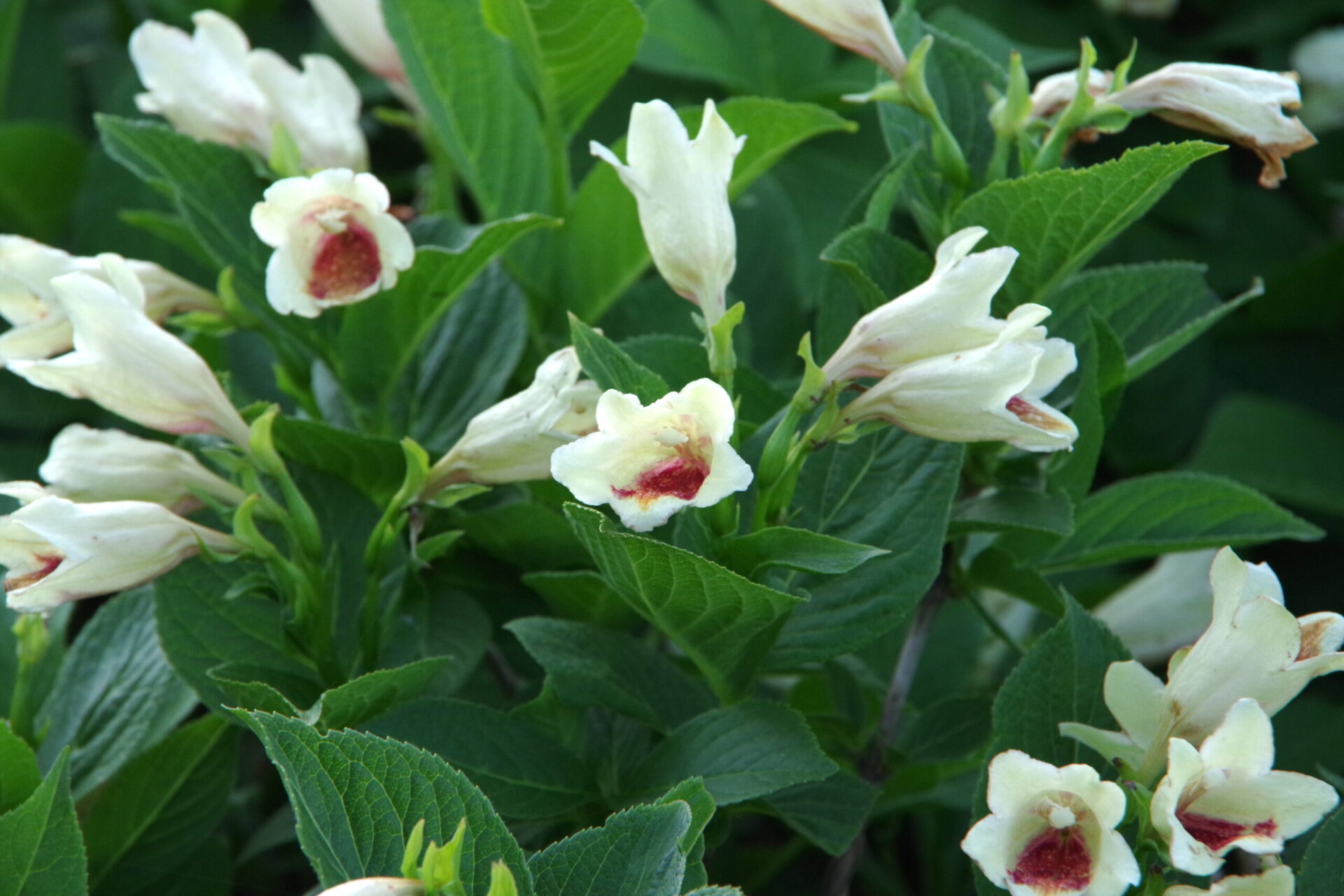 名前の分からない高山植物